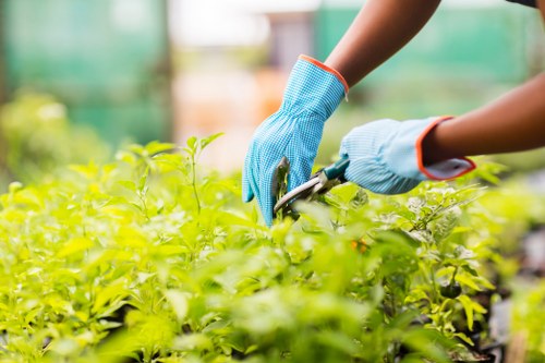 Arborist providing expert tree care in Richmond upon Thames