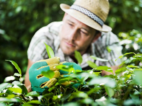 Commercial hedge trimming to maintain a smart property frontage in Richmond